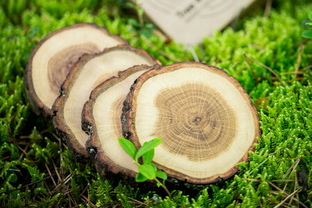 Sous verre en bois