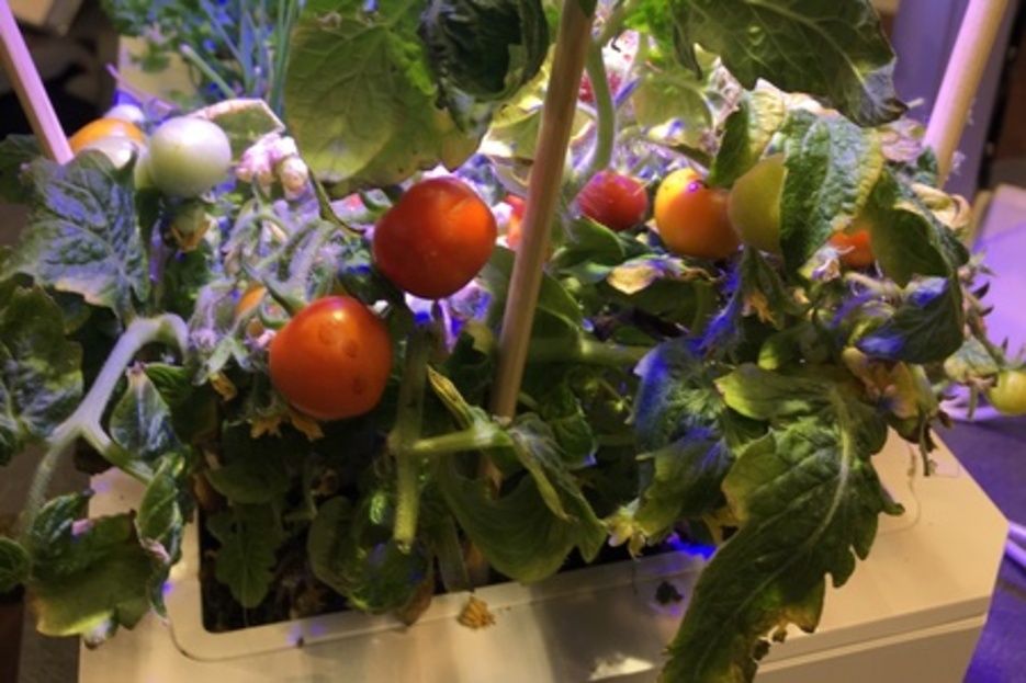 2/2/2019 jardin aromatique d'intrieur franais 